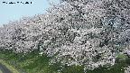 ochiai1-20250427104038.jpg