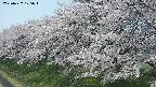 ochiai1-20250427105038.jpg