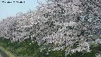 ochiai1-20250427110040.jpg