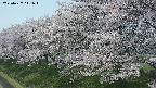 ochiai1-20250427111043.jpg