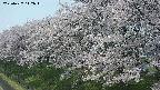 ochiai1-20250427112039.jpg