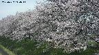 ochiai1-20250427114039.jpg