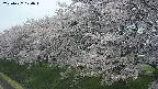 ochiai1-20250427120046.jpg