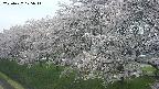 ochiai1-20250427125034.jpg
