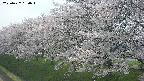 ochiai1-20250427130041.jpg