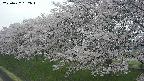 ochiai1-20250427132038.jpg