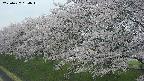 ochiai1-20250427134036.jpg