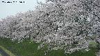 ochiai1-20250427135036.jpg