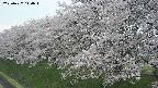 ochiai1-20250427140037.jpg