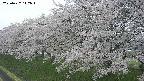 ochiai1-20250427142035.jpg