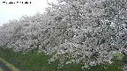 ochiai1-20250427144036.jpg