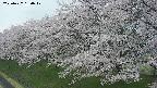 ochiai1-20250427150040.jpg