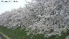 ochiai1-20250427152041.jpg