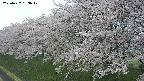 ochiai1-20250427153042.jpg