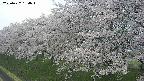 ochiai1-20250427154033.jpg