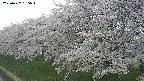 ochiai1-20250427155038.jpg