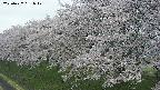 ochiai1-20250427161038.jpg
