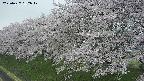 ochiai1-20250427162040.jpg