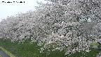 ochiai1-20250427170035.jpg