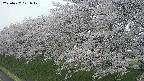 ochiai1-20250427171045.jpg