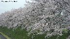 ochiai1-20250427173035.jpg