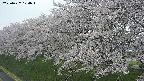 ochiai1-20250427174036.jpg