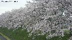 ochiai1-20250427180041.jpg