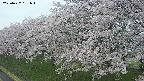 ochiai1-20250427181034.jpg