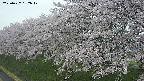 ochiai1-20250427182046.jpg