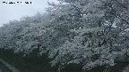 ochiai1-20250427185028.jpg