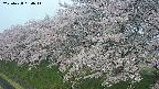 ochiai1-20250428050037.jpg