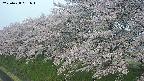 ochiai1-20250428051035.jpg