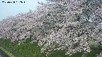 ochiai1-20250428052036.jpg
