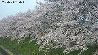ochiai1-20250428054037.jpg