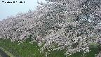 ochiai1-20250428060037.jpg