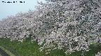 ochiai1-20250428063039.jpg