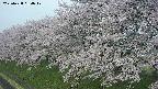 ochiai1-20250428064040.jpg