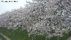 ochiai1-20250428073034.jpg
