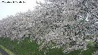 ochiai1-20250428074039.jpg