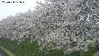 ochiai1-20250428075036.jpg
