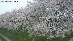 ochiai1-20250428080037.jpg
