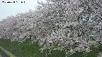 ochiai1-20250428081038.jpg