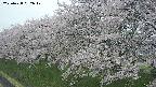 ochiai1-20250428082043.jpg