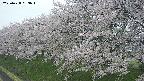 ochiai1-20250428083045.jpg