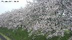 ochiai1-20250428085036.jpg