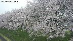 ochiai1-20250428090044.jpg