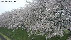 ochiai1-20250428093037.jpg