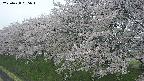 ochiai1-20250428095036.jpg