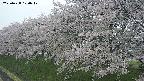 ochiai1-20250428100043.jpg