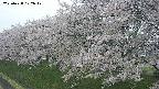 ochiai1-20250428102039.jpg